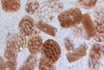 1750920198512483 01-Biofilm-Formation