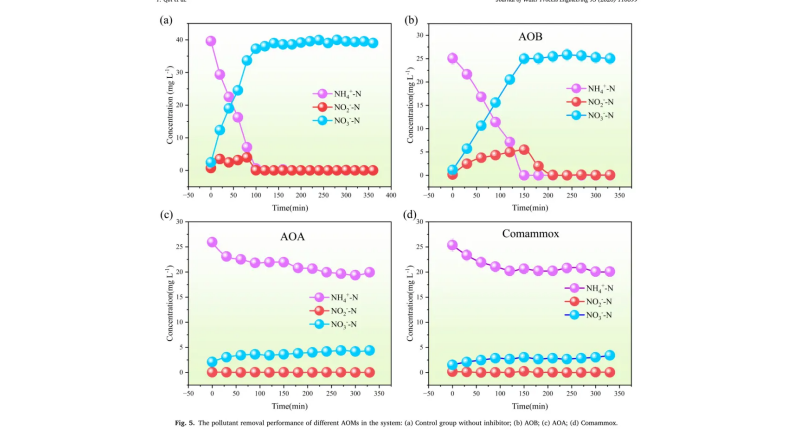 1790142112840217 Rendimiento de eliminación de los distintos grupos de microorganismos amonio-oxidantes
