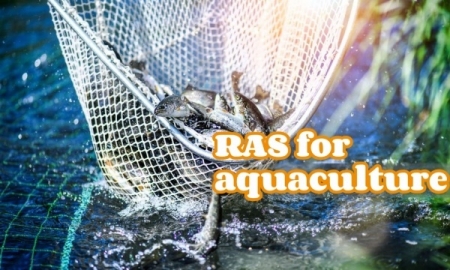 Recirculating Aquaculture System RAS Technology Global Development Advantages and Challenges